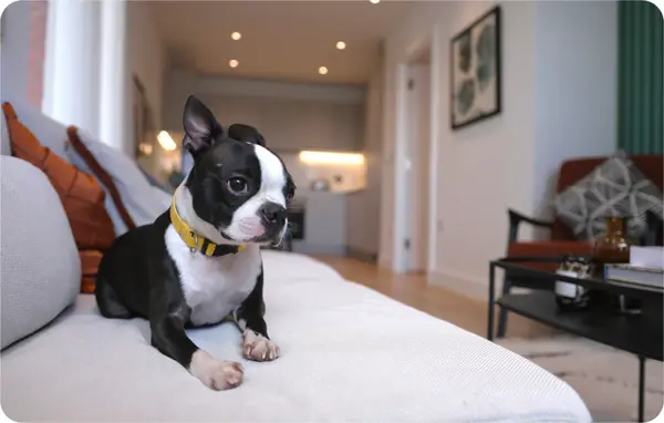 Dog sitting on the sofa in our show home